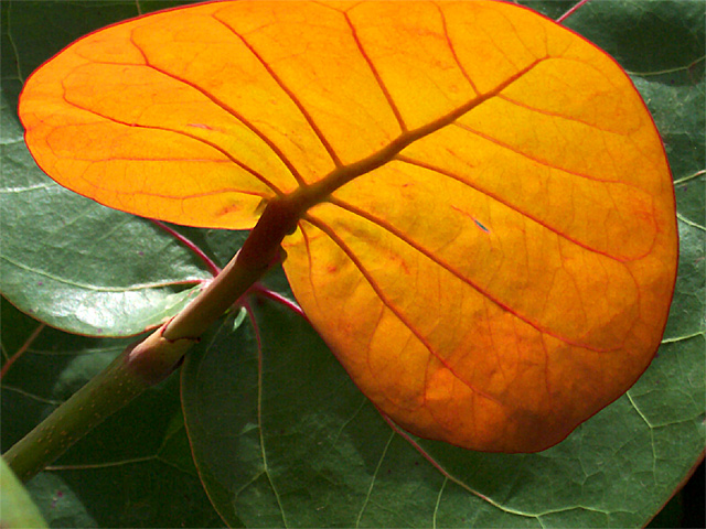 Sea Grape Foliage