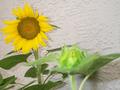 Blooming