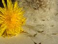 transition yellow