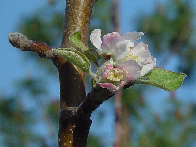 Blooming Apple