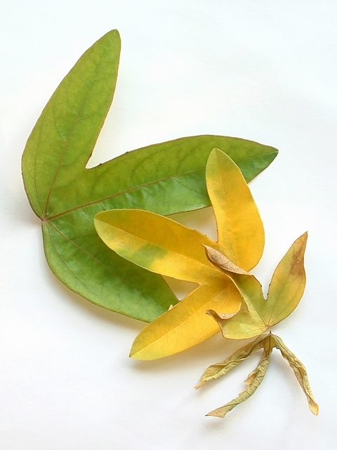 A Leafs Lifleline