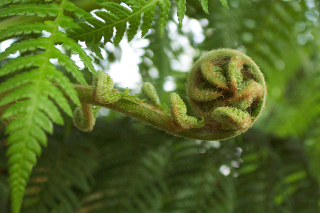 birth of a fern