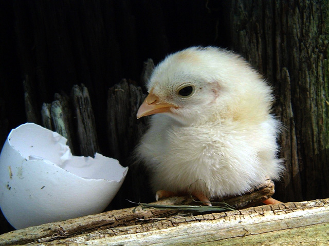 No Ugly Duckling