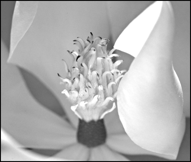 Magnolia