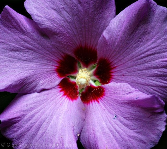 Deep Purple Dream