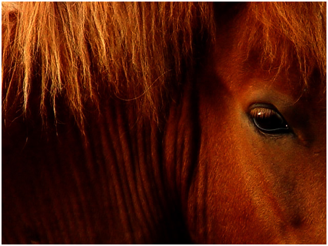 Stallion