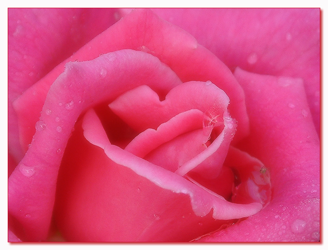 A Rose is a Rose is a Rose