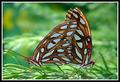 Please---Not In My Garden!!!