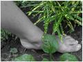 Danny's Foot