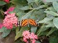 Butterfly Garden
