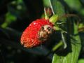 Wildberry beetle
