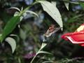 A Ruby Throated Hummingbird In The Garden