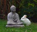 Follow my white rabbit...