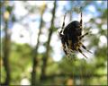 Spider in the garden