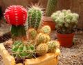 Prickly Minigarden