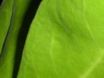 garden: a rich well-cultivated area