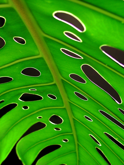 Holey Leaf!