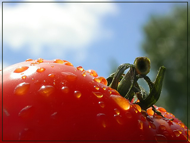 Baskin' in the Sun...