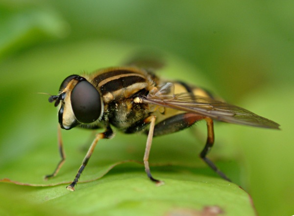 Helophilus pendulus