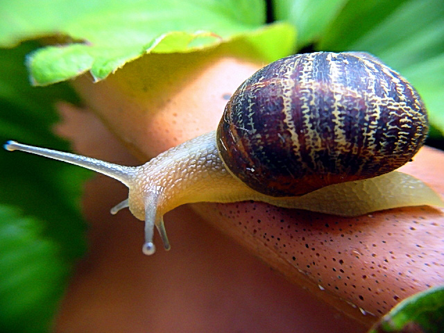 Snail