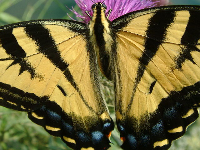 Wings of Beauty