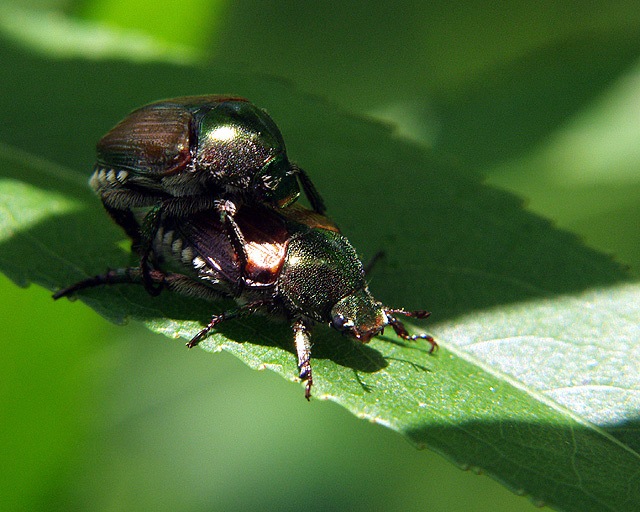 Beetle Mania