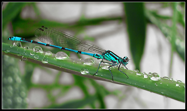 Dragonfly