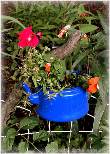 teapot flowerpot