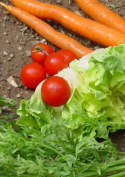 Freshly Picked