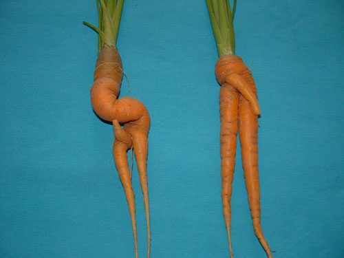 2 carrots