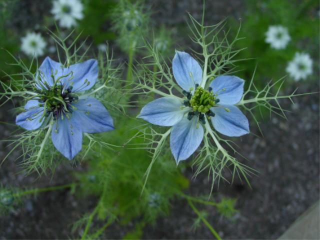 Blue Flowers