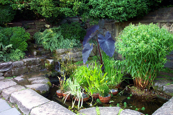 Water Garden