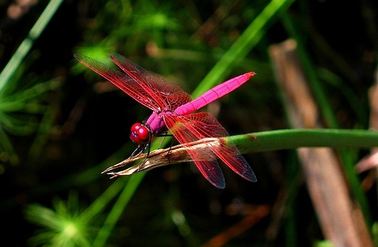 Delicate crimson