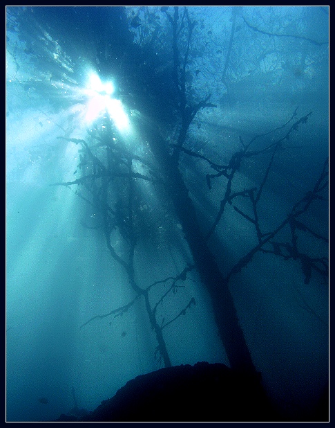 Mystic Underwater Garden