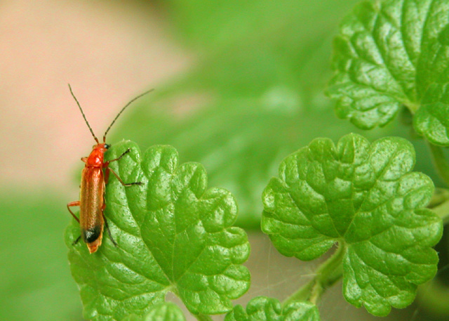 Garden Bug