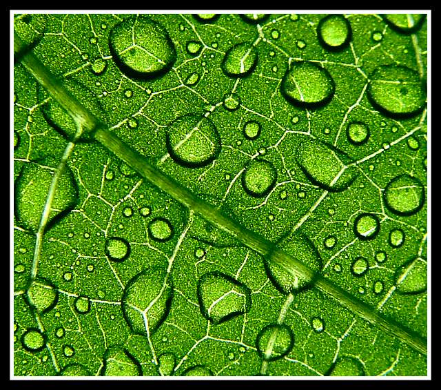 Dew On Bean Leaf