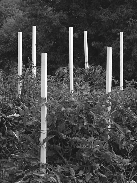 ....tomato stakes