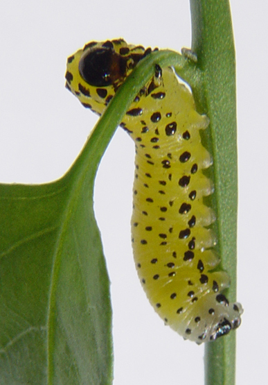 Garden Visitor