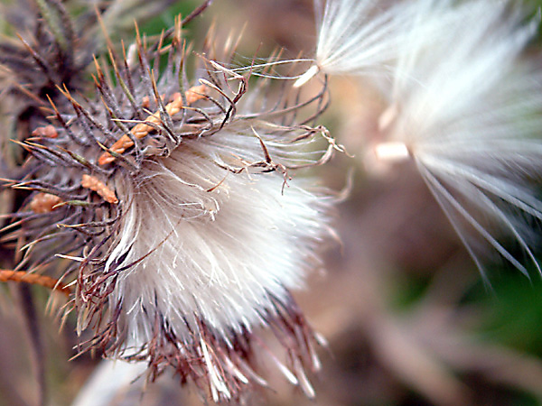 Cirsium vulgare (Spear Thistle)