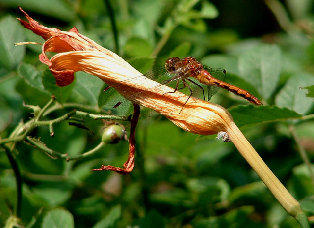 Camouflage in the Garden