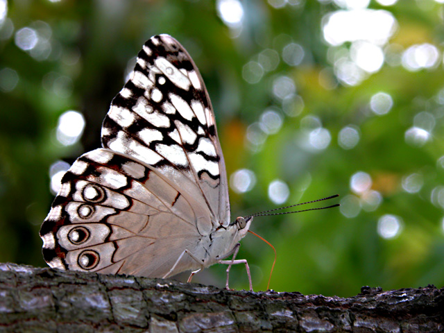 Butterfly Kiss