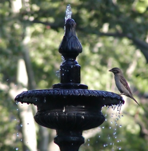 Fountain of Hope