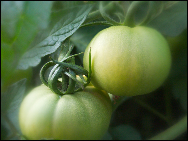 green tomatoes