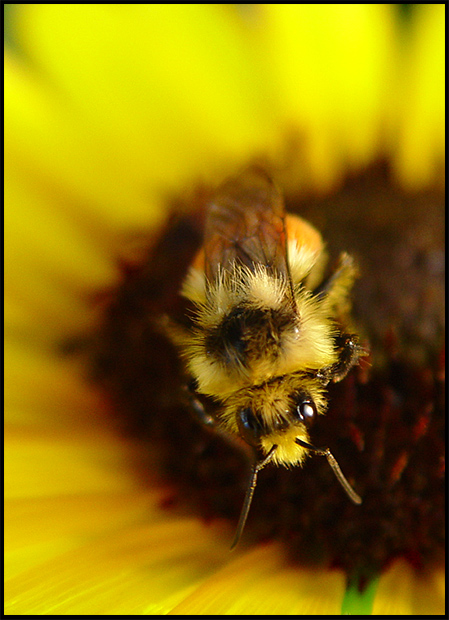 Yellow on Yellow