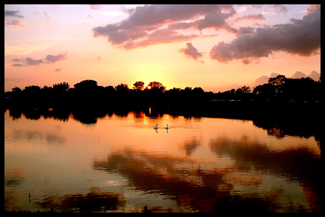 1998 The Summer of the Swans,James Clark