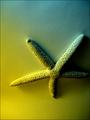 starfish