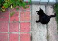 Cat Puzzle