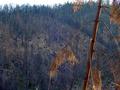 Death of a Forest