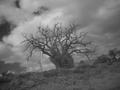 An Existence In Ruin