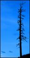 Alone in the Forest